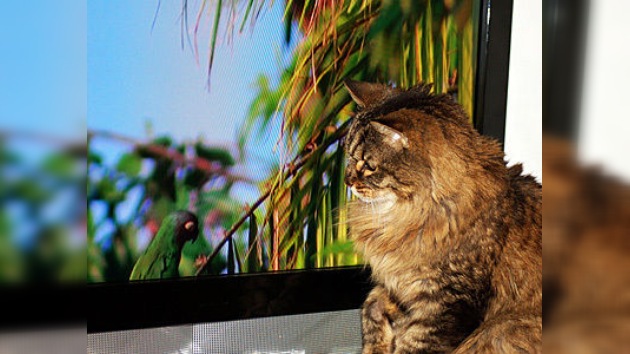 Entretenimiento 'a lo bestia': crean un YouTube para gatos