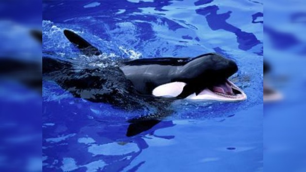 Una orca mata a su adiestradora en Florida