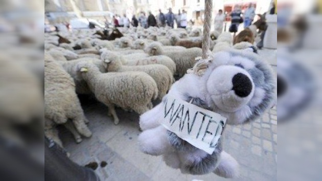 Imágenes: ovejas y cabras protestan en Francia