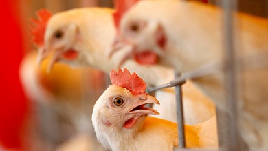 Hallan un nuevo estado de la materia en los ojos de una gallina