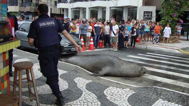 Video: León marino cruza la calle en plena ciudad brasileña
