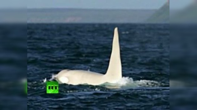 Video: Hallan a la 'prima' de Moby Dick, una orca albina adulta no vista antes en libertad