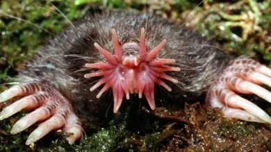 Fotos: Los 10 animales más extraños del mundo
