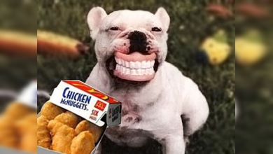 Anuncio humillante: campaña de McDonald's ofende a los amantes de los pitbulls