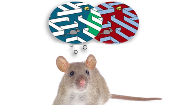 Científicos consiguen implantar falsos recuerdos en ratones