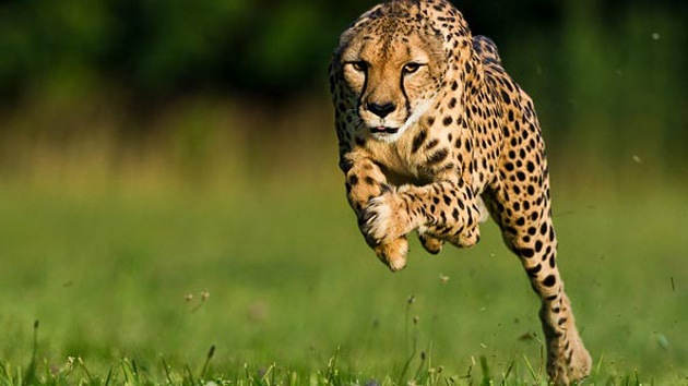 Un guepardo 'se come' el record de velocidad