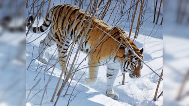 'Tres tristes tigres' no es un trabalenguas en el Oriente Lejano ruso