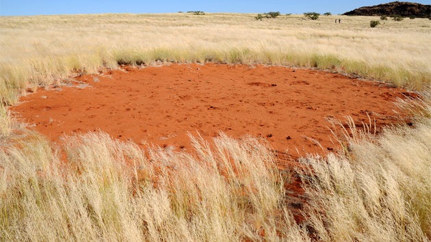 ¿Qué significan los 'círculos mágicos' en los pastizales de Namibia?