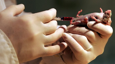Científicos australianos aseguran haber curado un cáncer de mama en ratones
