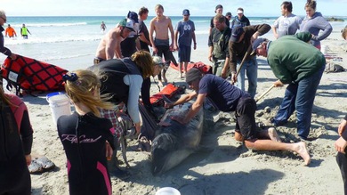 Inexplicable muerte masiva de casi 100 ballenas y delfines en Tasmania