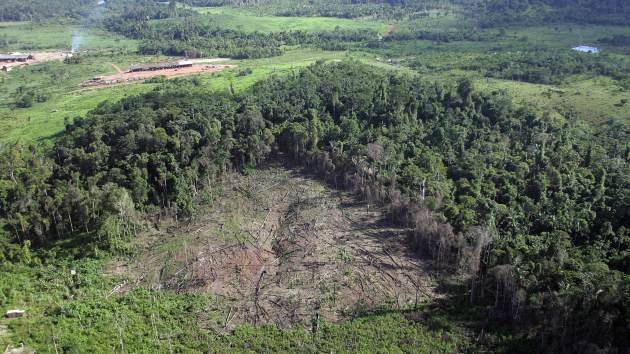 El Amazonas perdió más de 4.600 kilómetros cuadrados de selva en 2012
