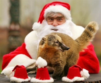 La alegría navideña de los animales de zoos mundiales