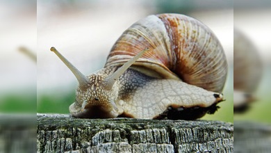 El robusto caparazón de un caracol ayudará a la protección de ejércitos