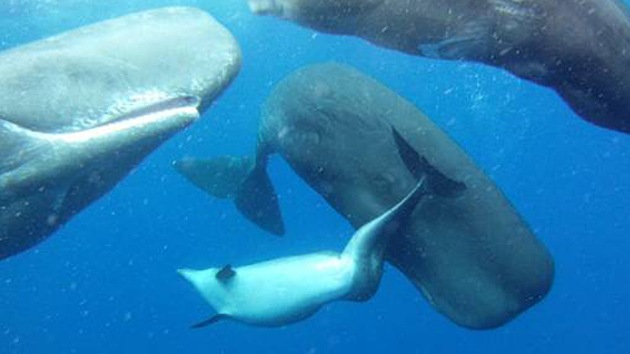 Un grupo de cachalotes acogen a un delfín enfermo