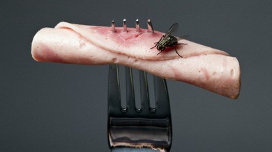 Alerta médica: Enfermedades animales 'atacan' a los humanos