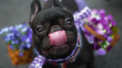 Mascotas disfrazadas acompañan a sus dueños en el Carnaval de Río de Janeiro