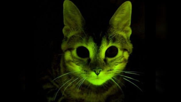 Gatos fluorescentes ayudarán a combatir el VIH