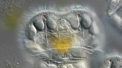 El video de una 'merienda' de invertebrados gana el concurso de fotografía microscópica