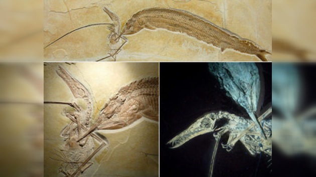 Paleontólogos hallan rastros de un antiguo 'festín de muerte'