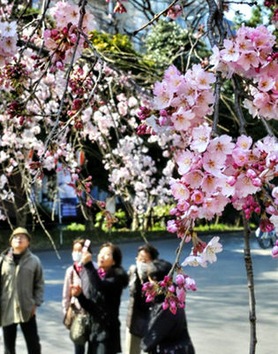 En medio del luto por víctimas del tsunami, los japoneses acuden a parques para observar la sakura