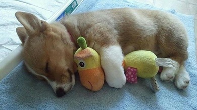 Los animales más adorables del año 2013