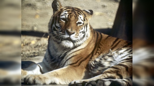 La policía rusa evita un intento de contrabando de huesos de tigre de Amur