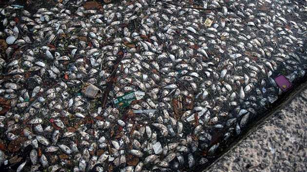 Brasil no se explica la aparición de miles de peces muertos