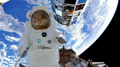 El Arca de Noé espacial: el Bion-M aterriza con éxito en Rusia