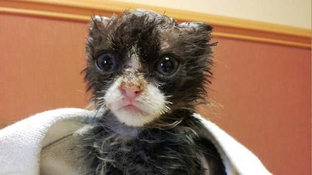 Justin, el gatito de 5 semanas que sobrevivió tras ser quemado vivo