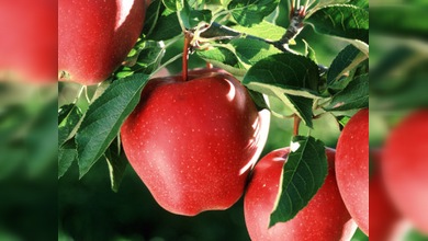 La historia real de la manzana de Newton sale a la luz por primera vez