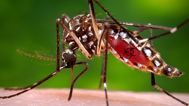 Los nazis pretendían usar mosquitos como arma biológica para transmitir la malaria