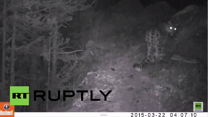 Russland: Sie leben doch noch hier - Kamera fängt stark gefährdeten Schneeleoparden ein