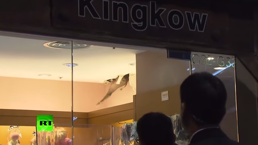 Wildschwein sorgt  in Hongkong für Unruhe im Shopping Center