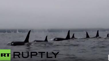 Russland: Beeindruckende Aufnahmen einer Orca-Gruppe vor der Küste Kamtschatkas