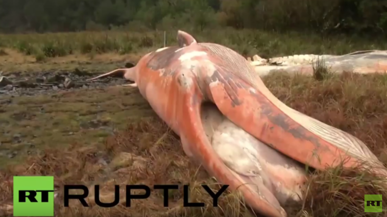 Patagonien: Mysteriöses Massensterben - Über 330 tote Wale angespült