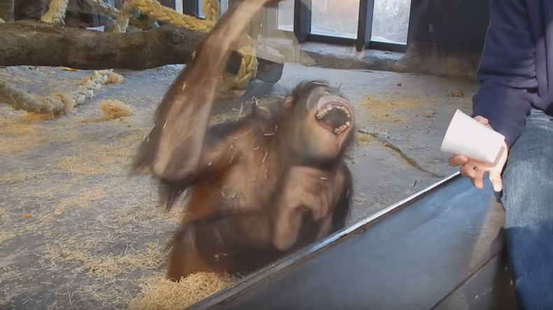 Muss man gesehen haben: Orang-Utan bekommt Lachkrampf nach banalem Zaubertrick im Zoo von Barcelona