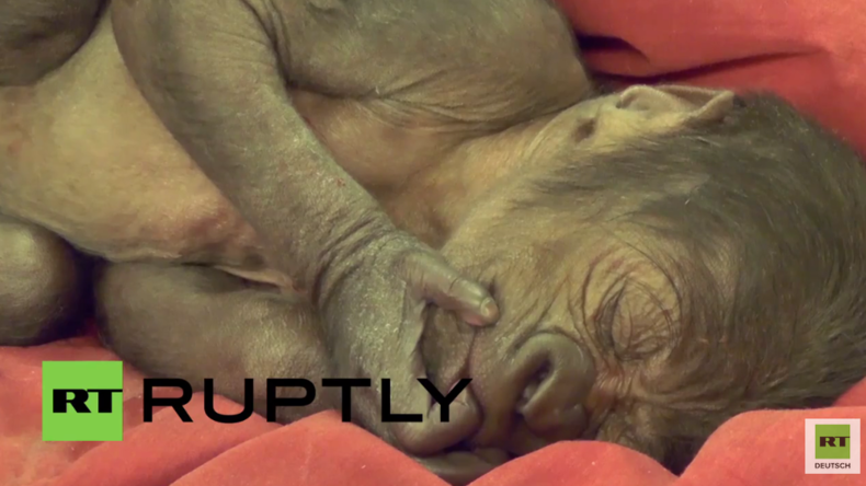 England: Baby-Gorilla atmet nach Notfall-Kaiserschnitt nicht und wird gerettet