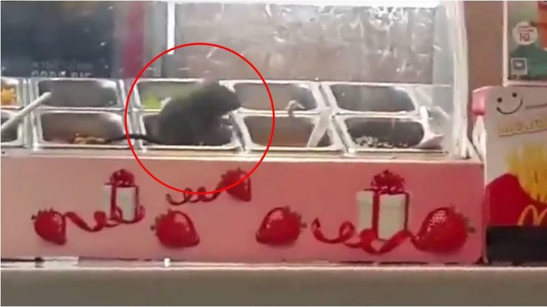 Einmal ohne alles, bitte! Fette Ratte bei McDonalds auf Joghurt-Toppings gefilmt