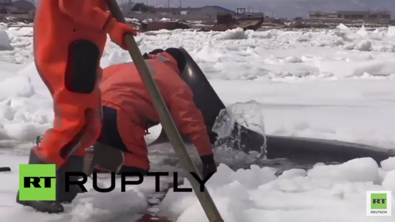 Russland: Zwischen den Eisschollen gefangen – Russisches Team rettet Orcas vor dem Tod