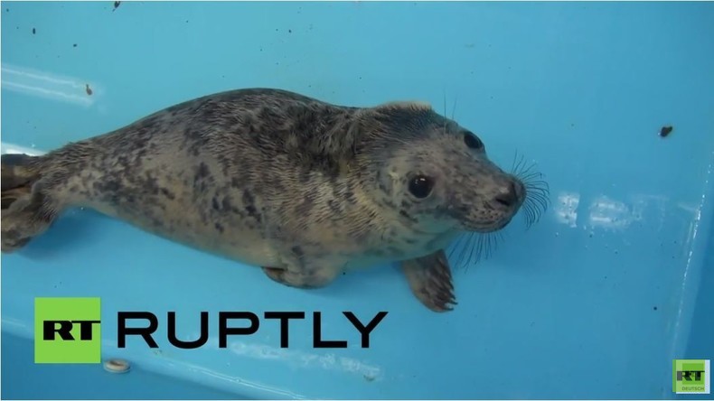 Robbenbabies in Leningrad Region gerettet