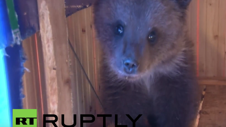 Russland: Helden des Alltags - Familie rettet verwaistes Bärenkind vorm Hungertod