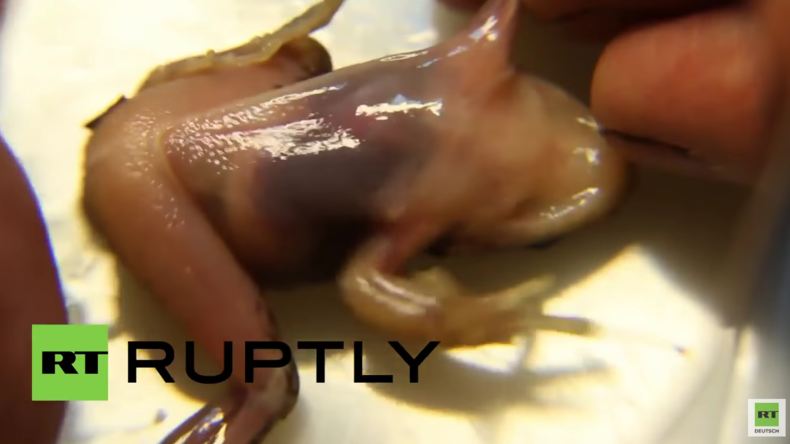 Jekaterinburg: Russische Wissenschaftler entdecken mutierte Frösche mit durchsichtiger Haut 