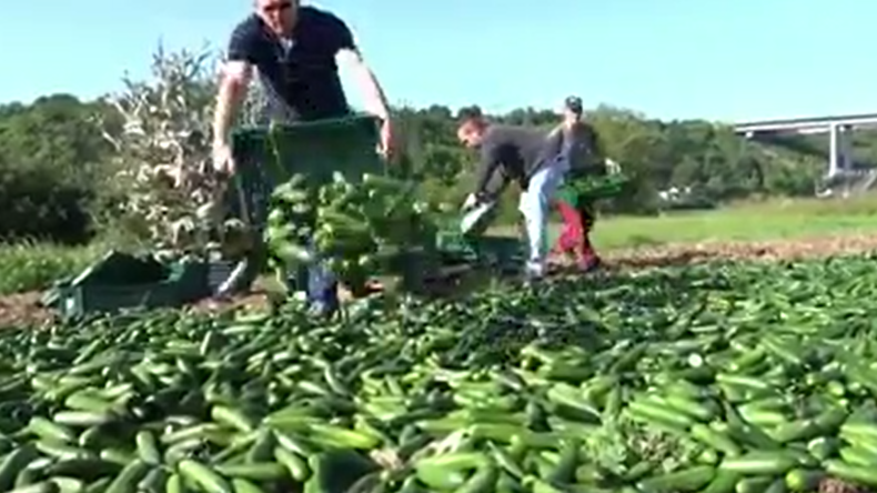 Viral: Landwirt vs. Handelsketten - "Wegen fehlender Plastikfolie muss Bauer Ernte vernichten" 