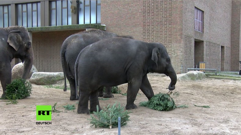 Berliner Zoo: Elefanten freuen sich über übriggebliebene Weihnachtsbäume