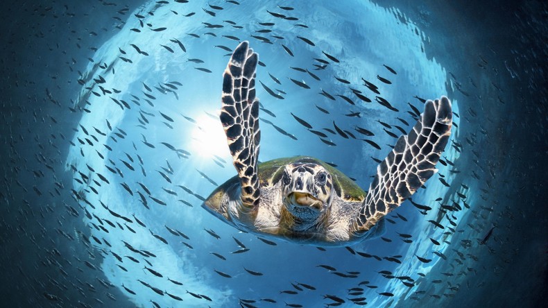Vom Aussterben bedroht: Immer weniger männliche Meeresschildkröten durch steigende Temperatur 