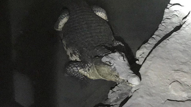 Bissiger Security:  Krokodil bewacht illegales Munitionslager 