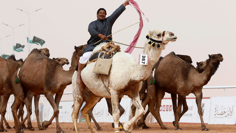 Zwölf Kamele dürfen wegen Schummelei nicht am Schönheitswettbewerb teilnehmen