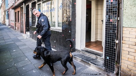 Studie: Hunde können DNA riechen - Ergebnisse sollen vor Gericht standhalten