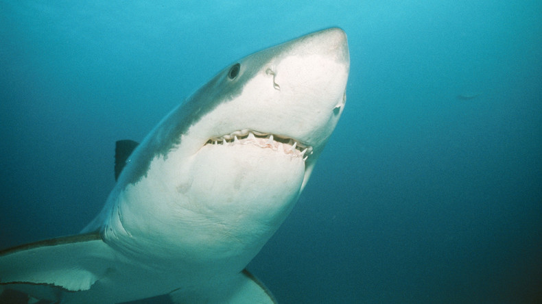 Erste Hai-Attacke bei Sydney seit 25 Jahren: Strände werden geschlossen