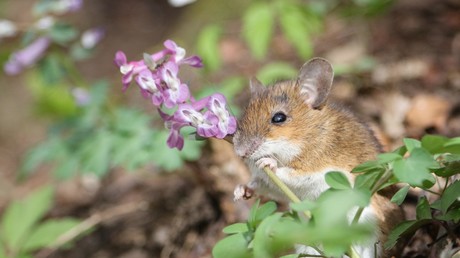Aus die Maus? Neuseeland prüft Erfolg der teuersten Mäusejagd der Geschichte